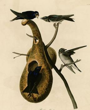 John James Audubon : Purple martin